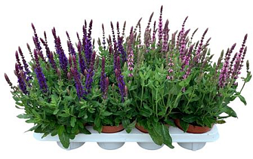 Salvia Mix