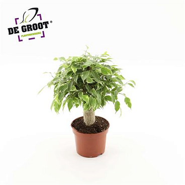 Ficus Be Kinky Jute Stam