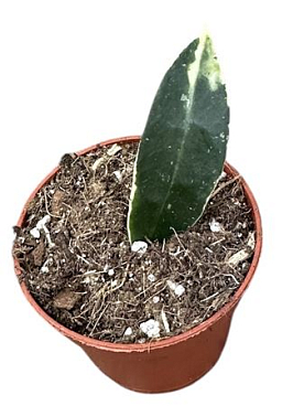 Hoya Lacunosa Asami