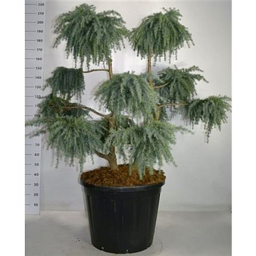 Cedrus Deod Feelin' Blue