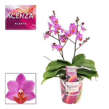 Phal Table Mystery 2st