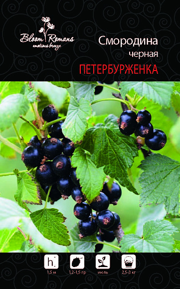 Смородина черная Петербурженка | Оптовая цветочная компания «Флора Групп» Смородина черная Петербурженка
