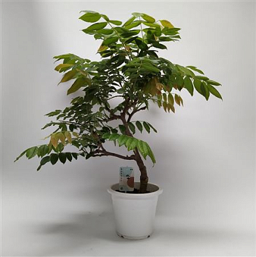 Wisteria Bonsai