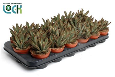 Kalanchoe Tomentosa Aida