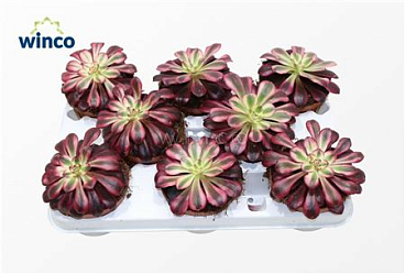 Aeonium Medusa.