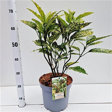 Aucuba Jap Crotonifolia