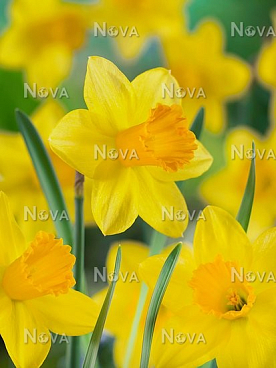 Нарцисс крупнокорончатый Фортуна