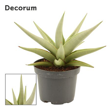 Sansevieria Chanin Crown (dec)