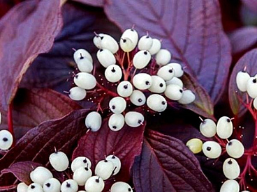 Дерен белый Сибириан Пёрлс