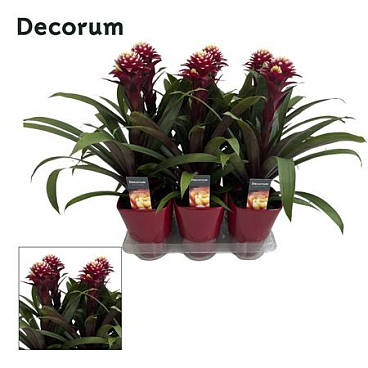 Guzmania Francesca Luxe Ceramic (decorum)