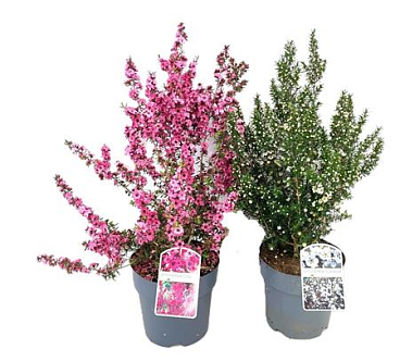 Leptospermum Scoparium