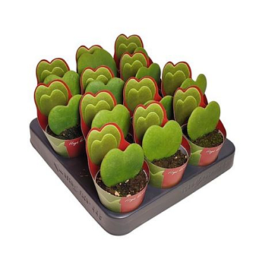 Hoya Kerrii