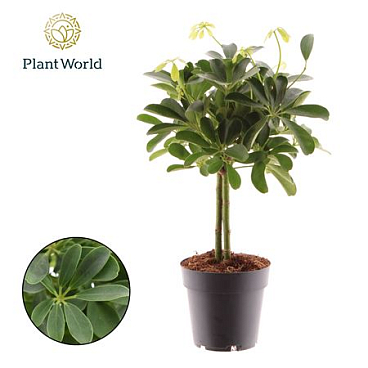 Schefflera Compacta On Stam