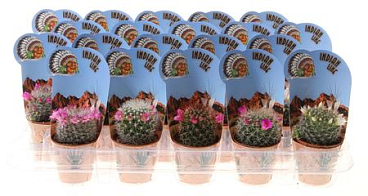 Mammillaria Mix Flowering In Indian Line