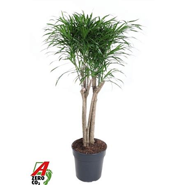 Drac Anita Variegata Multi Stam