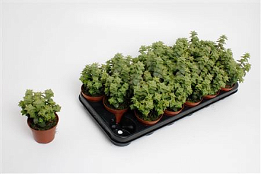 Crassula Perforata