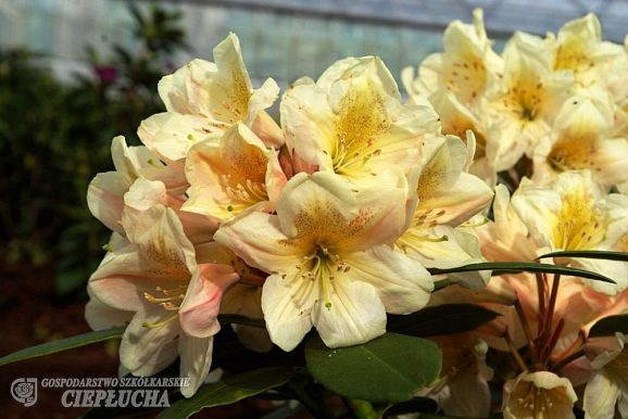 Рододендрон гибридный Зебин