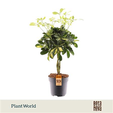 Schefflera Gold Capella Vlecht