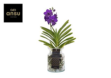 Vanda Bose Blue