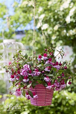 Fuchsia Bella Julia