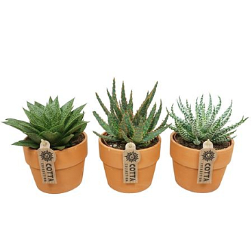 Aloe Haworthia Mix In Terracotta Kraagpot