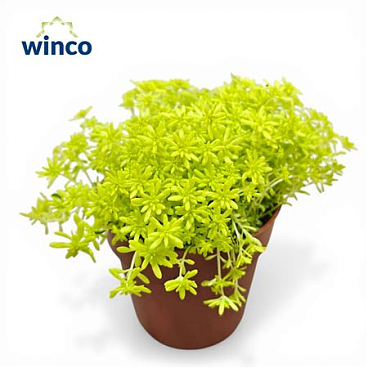 Sedum Tokyo Sun