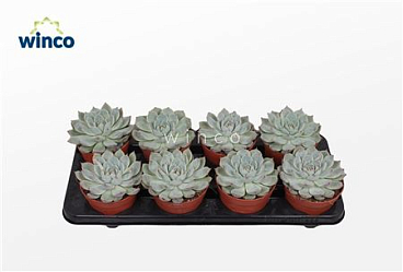 Echeveria Lindsyana
