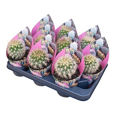 Neoporteria Subgibbosa Potcover