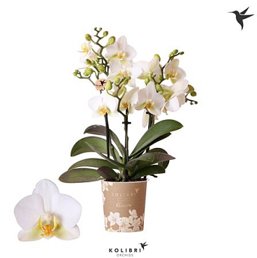 Phal 3st Lausanne 30+ (ok)