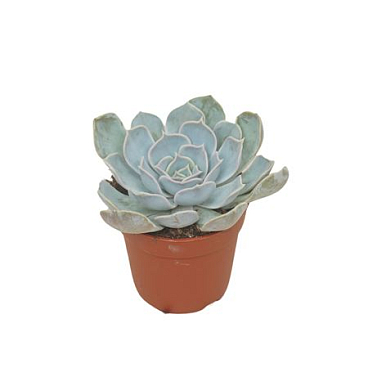 Echeveria Lila China 7 Cm
