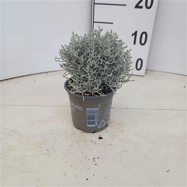 Calocephalus Brownii