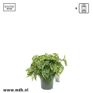 Monstera Obliqua