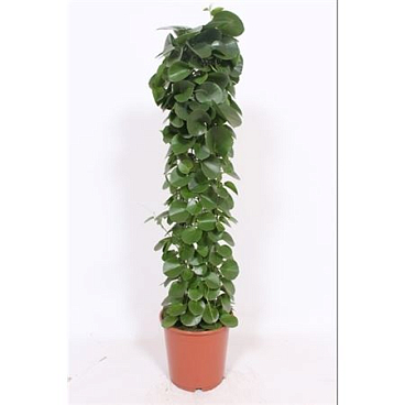 Cissus Rotundifolia Gaasrek