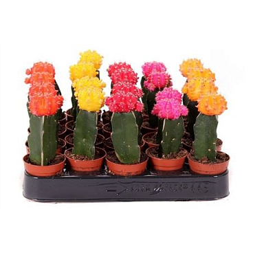 Cactus  Geent Mix