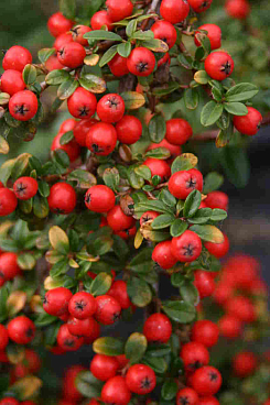 Кизильник гибридный Роял Карпет