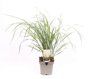 Calamagrostis X Acutiflora Karl Foerster