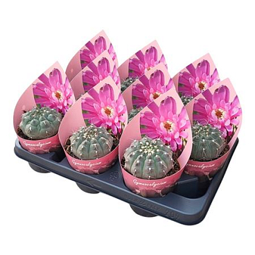 Gymnocalycium Vatteri Potcover