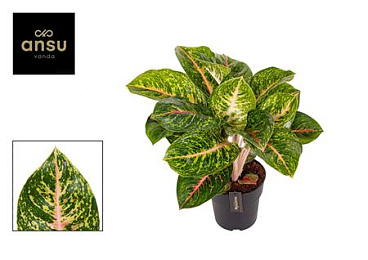 Aglaonema Green Spring Red