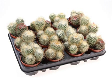 Mammillaria Pringley Geel