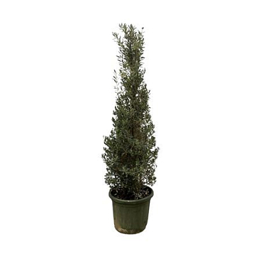 Olea Europaea Pyramid