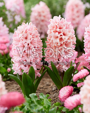 Гиацинт садовый Эприкот Пейшн