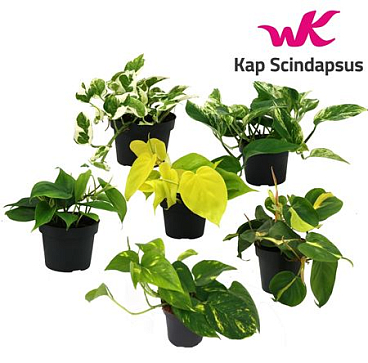 Epipremnum Mix