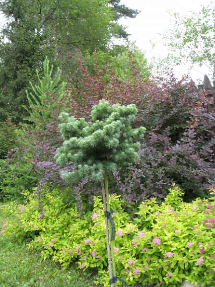 Лиственница кемпфера Блю Дварф штамб 90