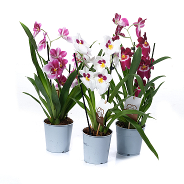 Мильтония Микс 2 ст