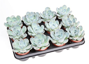 Echeveria Nene
