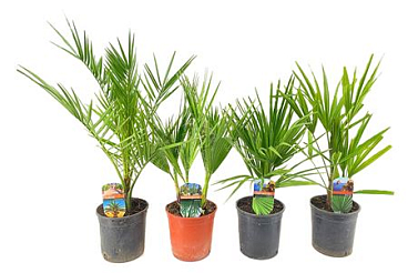 Palm Mix Chamaerops - Phoenix - Trachycarpus - Was