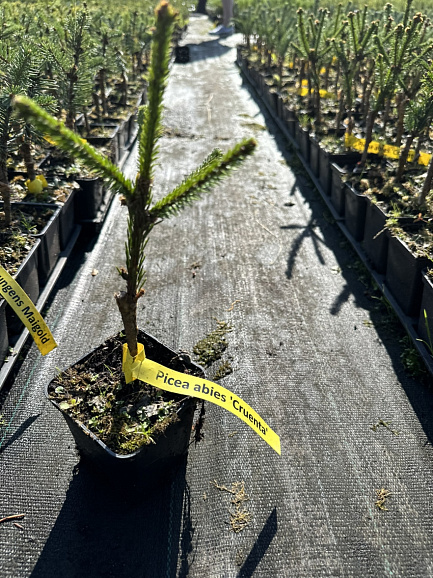 Ель обыкновенная Круента