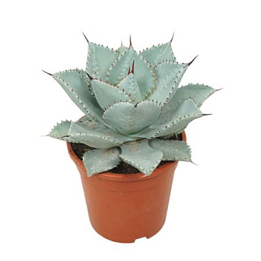 Agave Dragon Toes 17 Cm