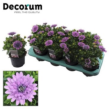 Osteospermum 3d Pink (decorum)