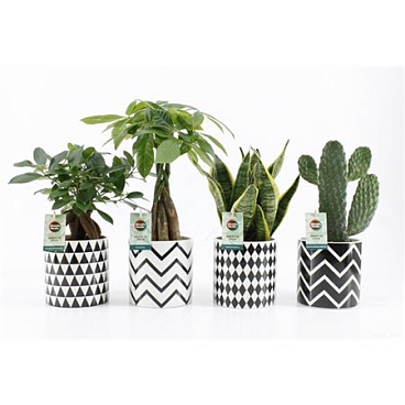 Плант Микс в керамике